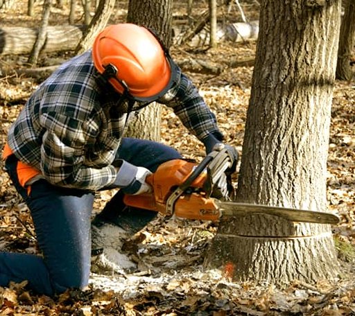 Tree Removal in Bainbridge, IN